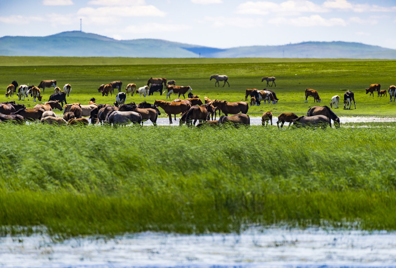 外交部发言人点赞内蒙古发展成就